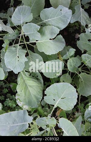 Pousses de Bruxelles, Brassica oleracea, poussant dans le jardin biologique de Chicago. Banque D'Images