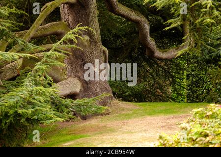 Belle photo d'un immense arbre dans un parc Banque D'Images