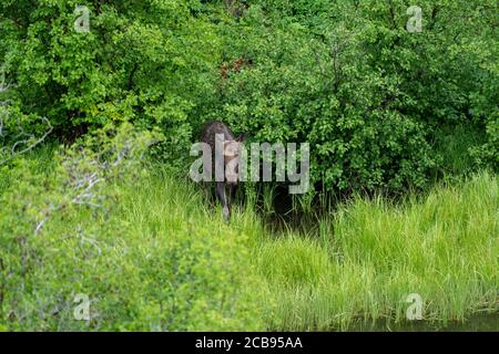 L'orignal femelle (vache) émerge des bois de Grand Teton Parc national près de la route Moose-Wilson Banque D'Images