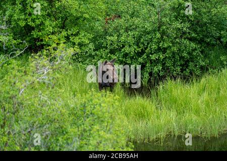 L'orignal féminin (vache) émerge des bois pour prendre un verre du lac dans le parc national de Grand Teton, Wyoming Banque D'Images