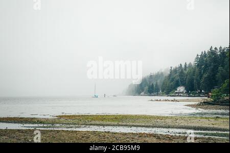 Rivage en brouillard marin sur l'île Vashon, Seattle Banque D'Images