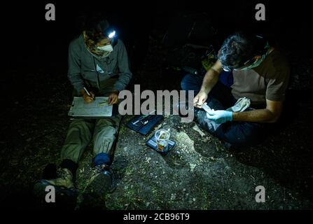 28 juillet 2020, Hessen, Mörfelden: Mona Kiepert (l), ornithologue, et Markus Dietz, biologiste, s'assoient sur le sol et examinent une chauve-souris. Depuis environ 20 ans, des biologistes étudient régulièrement comment la population de chauves-souris s'est développée dans une zone forestière près de Mörfelden-Walldorf. (Zu dpa série d'été 'Night SHIFTt' 'Bat chercheur: Travailler la nuit dans la forêt enrichit l'environnement vivant' par Andrea Löbbecke) photo: Andreas Arnold/dpa Banque D'Images