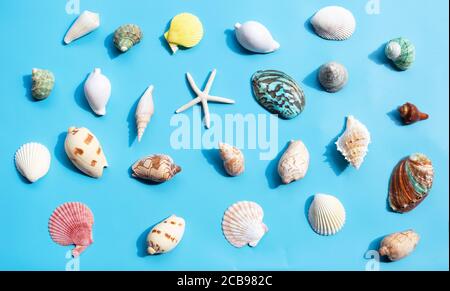 Composition d'étoiles de mer et de coquillages exotiques sur fond bleu. Vue de dessus Banque D'Images