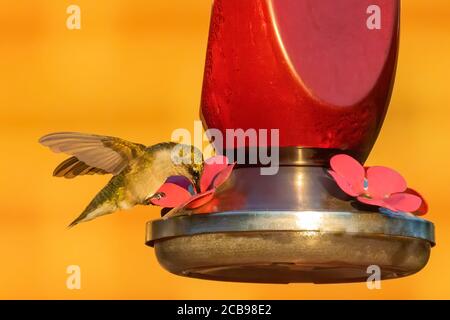 Nectar de Hummingbird à gorge rubis provenant d'un mangeoire Banque D'Images