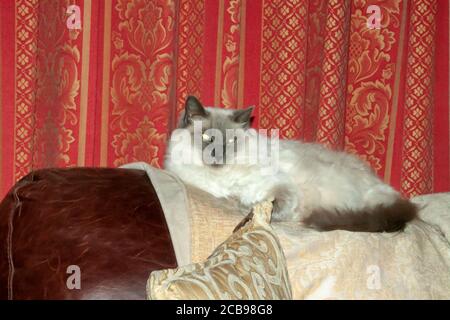 Chat de poupée de chiffon pedigree couché sur le dessus de la table de traitement Banque D'Images