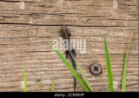 Un petit lézard noir se réchauffe sur une vieille planche. Gros plan Banque D'Images