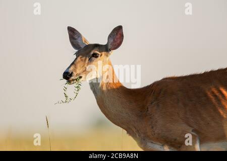 Doe Odocoileus virginianus de cerf de Virginie dans un champ Banque D'Images