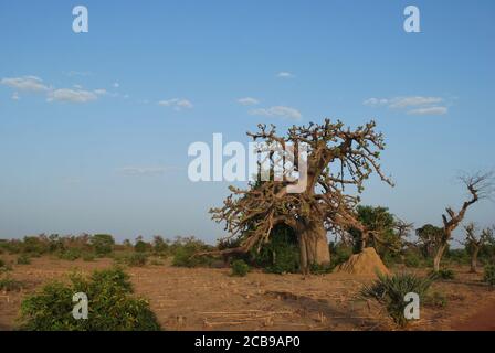 Un grand baobab se dresse au bord du champ d'un agriculteur au Niger, en Afrique de l'Ouest. Banque D'Images