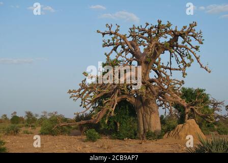 Un grand baobab se dresse au bord du champ d'un agriculteur au Niger, en Afrique de l'Ouest. Banque D'Images