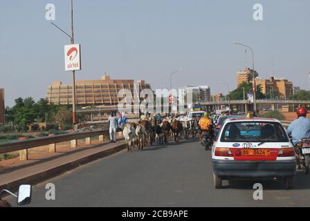 Un troupeau de bovins ralentit la circulation sur le pont Kennedy au-dessus du fleuve Niger en direction du centre-ville de Niamey, la capitale du Niger Banque D'Images