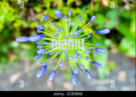 Bourgeon floral d'Agapanthus africanus (Lily du Nil, Lily africaine) attendant la floraison. Début de l'été au Japon. Vue de dessus. Gros plan. Mise au point sélective. Banque D'Images
