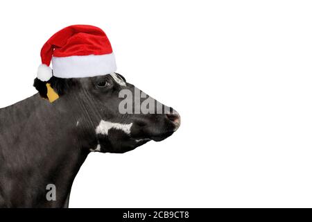 Drôle de vache à Noël ou chapeau du Père Noël isolé sur blanc. Portrait de vache noire isolé sur blanc. Animaux de ferme. Bannière de Noël avec espace de copie. Vache Banque D'Images