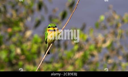 un petit mangeur d'abeilles perçant sur une tige de plante à masai mara Banque D'Images