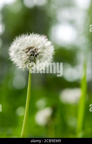 Gros plan sur des pissenlits moelleux sur un arrière-plan vert flou. Pissenlit fleur au soleil. Mise au point sélective. Lumière douce du soleil et superbe bokeh. La verticale Banque D'Images