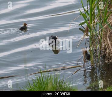 Le coq eurasien Fulica atra, également connu comme le coq commun avec un nouveau-né poussins nageant dans l'eau de l'étang vert avec des roseaux Banque D'Images