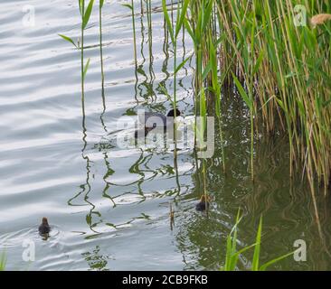 Le coq eurasien Fulica atra, également connu comme le coq commun avec un nouveau-né poussins nageant dans l'eau de l'étang vert avec des roseaux Banque D'Images
