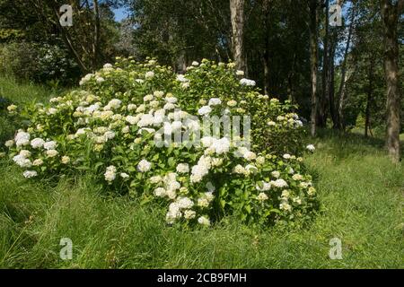 Fleurs d'été White Hydrangea macrophylla 'Madame Emile Mouillere' dans un jardin des bois dans le Devon rural, Angleterre, Royaume-Uni Banque D'Images