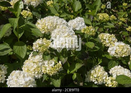 Fleurs d'été White Hydrangea macrophylla 'Madame Emile Mouillere' dans un jardin des bois dans le Devon rural, Angleterre, Royaume-Uni Banque D'Images