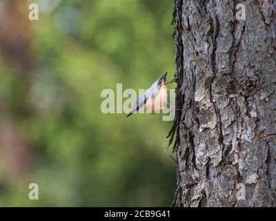 Gros plan sur le bois Nuthatch ou le nuthatch eurasien, grimpant sur le tronc de mélèze avec la tête vers le bas. Arrière-plan bokeh vert, espace de copie. Banque D'Images