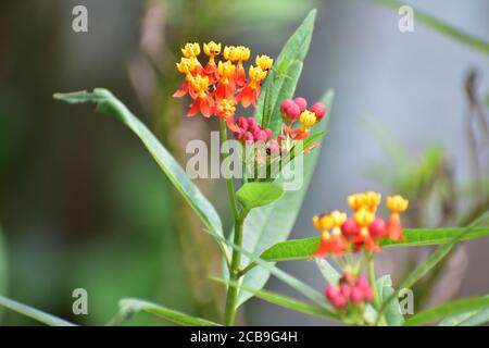 Plantes à fleurs avec fleurs colorées en rouge et jaune. De petits fourmis sont assis sur la fleur Banque D'Images