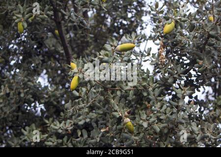 Gros plan d'un gland vert sur l'arbre Banque D'Images