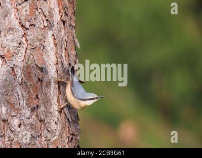 Gros plan sur le bois Nuthatch ou le nuthatch eurasien, grimpant sur le tronc de mélèze avec la tête vers le bas. Arrière-plan bokeh vert, espace de copie. Banque D'Images