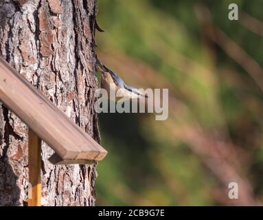 Gros plan sur le bois Nuthatch ou le nuthatch eurasien, grimpant sur le tronc de mélèze avec la tête vers le bas. Arrière-plan bokeh vert, espace de copie. Banque D'Images