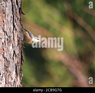 Gros plan sur le bois Nuthatch ou le nuthatch eurasien, grimpant sur le tronc de mélèze avec la tête vers le bas. Arrière-plan bokeh vert, espace de copie. Banque D'Images