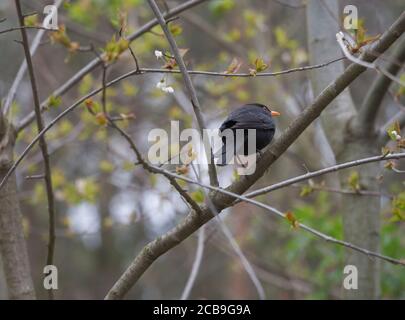 Le commun blackbird, Turdus merula, a également appelé l'eurasien blackbird assis sur la branche de l'arbre, printemps Banque D'Images