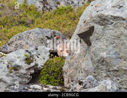 Le lagopède de roche mâle (Lagopus muta) se cachant entre les pierres et le Bush dans la réserve naturelle d'islande Hornstrandir en été Banque D'Images