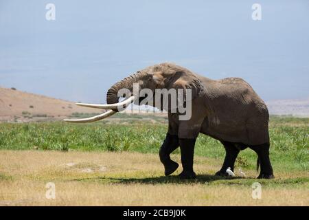 Gros éléphant avec des défenses énormes marchant dans des plaines vertes ouvertes D'Amboseli Kenya Banque D'Images