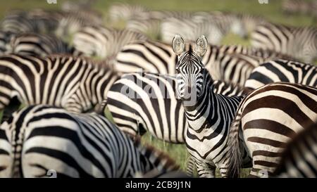 Zèbre broutage avec un zèbre adulte regardant droit vif À la caméra dans le parc national de Serengeti Tanzanie Banque D'Images