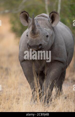 Portrait vertical d'un rhinocéros noir vif debout Herbe sèche jaune dans Kruger Park Afrique du Sud Banque D'Images