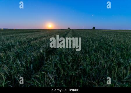 Lune et étoiles sur un champ avec un jeune blé vert pendant une nuit d'été. Paysage. Banque D'Images