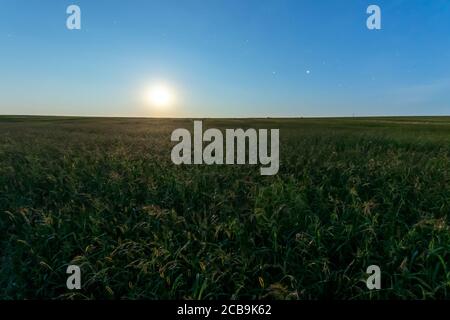 Lune et étoiles sur un champ avec un jeune blé vert pendant une nuit d'été. Paysage. Banque D'Images