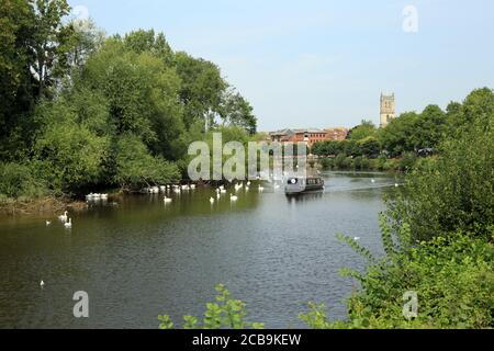 Un bateau à rames passant le sanctuaire des cygnes sur la rivière Severn à Worcester, Worcestershire, Angleterre, Royaume-Uni. Banque D'Images