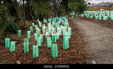 Paillis d'écorce autour de nouveaux arbres plantant sur un passage à Motueka, île du sud, Nouvelle-Zélande. Banque D'Images