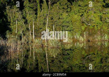 Les arbres indigènes de Kahikatea dans le ruisseau de la zone humide du lac Mahinapua menant au lac Mahinapua, Hokitika, côte ouest, île du sud, Nouvelle-Zélande. Banque D'Images