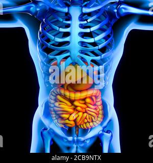 Illustration d'une image médicale montrant le système digestif. Concept de malaise physique et de santé. rendu 3d. Banque D'Images