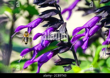 Honey Bee volant sur Salvia 'Amistad' Friendship Sage Banque D'Images