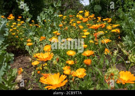 Marigolds de champs d'orange dans un jardin verdoyant Banque D'Images