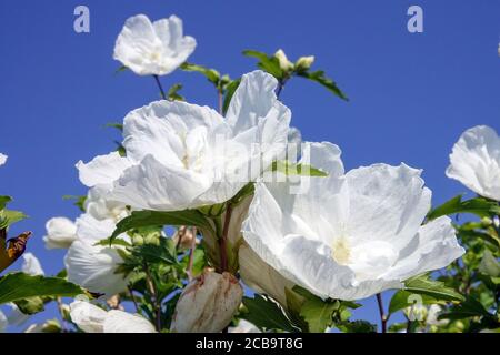 Hibiscus syriacus 'White Chiffon' Banque D'Images