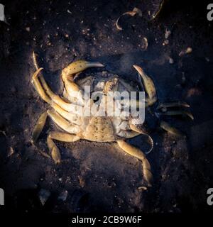 Prise de vue en grand angle d'un crabe mort allongé sur le plage sous la lumière du soleil Banque D'Images