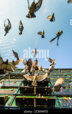 Wollaston, West Midlands, Royaume-Uni. 12 août 2020. Les pigeons de course sont libérés dans une chaude matinée ensoleillée à Wollaston, près de Stourbridge dans les Midlands de l'Ouest, alors que le temps chaud continue même après une nuit d'orages. Les pigeons atteindront leur destination à Manchester en quelques heures malgré la chaleur. Crédit : Peter Lophan/Alay Live News Banque D'Images