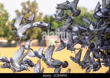 Wollaston, West Midlands, Royaume-Uni. 12 août 2020. Les pigeons de course sont libérés dans une chaude matinée ensoleillée à Wollaston, près de Stourbridge dans les Midlands de l'Ouest, alors que le temps chaud continue même après une nuit d'orages. Les pigeons atteindront leur destination à Manchester en quelques heures malgré la chaleur. Crédit : Peter Lophan/Alay Live News Banque D'Images