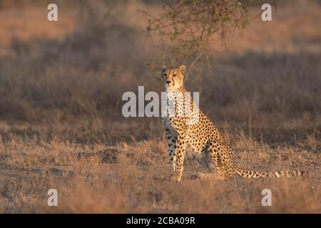 Guépard adulte assis debout au coucher du soleil à Ndutu Tanzanie dedans saison sèche Banque D'Images