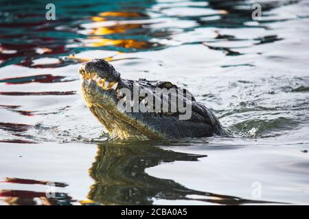 Alligator nageant dans un lac en Afrique Banque D'Images