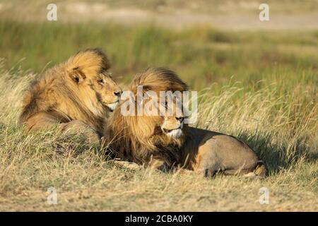 Deux lions mâles couchés l'un à côté de l'autre en hauteur Herbe sous le soleil en alerte à Serengeti Tanzanie Banque D'Images