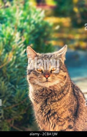 Un chat mignon assis dans le parc Banque D'Images