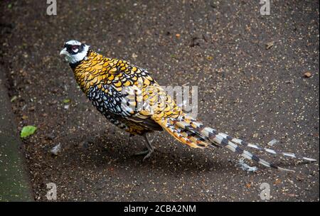 Un faisan exotique coloré et lumineux se dresse sur l'asphalte. Banque D'Images